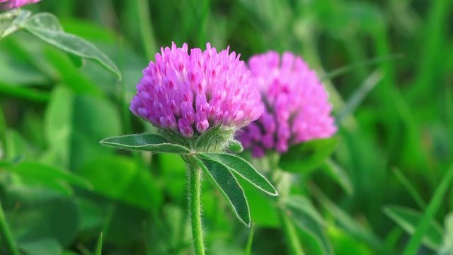 Nature background. Flowers of red clover on a green grass background. Closeup, 4K