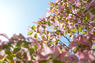 flowering dogwood / ハナミズキの花(透かし)