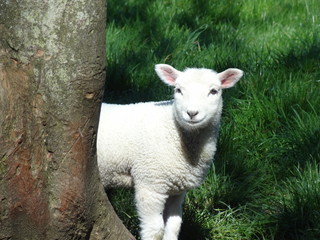 Obraz premium Agneau caché derrière un arbre