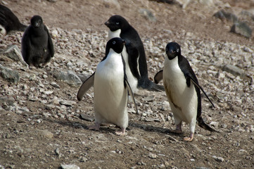 Devil Island Antarctica, Adelie penguins walking over rocky ground