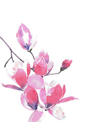 Blooming Magnolia. A branch of a gentle pink magnolia. Watercolor background.