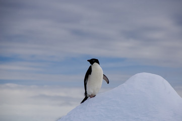 Devil Island Antarctica, single adelie penguin climbing ice peak