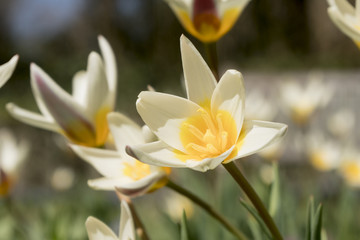 Weiße Tulpe im Frühling