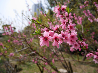 Cherry blossom