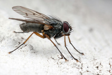 Hairy fly on the white bark