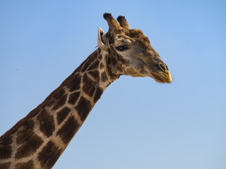 Giraffe in the Moremi Game Reserve in Botswana, Africa