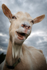 Portrait of a laughing goat