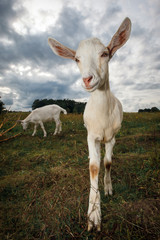 Obraz na płótnie Canvas White goat with big ears grazing in the meadow