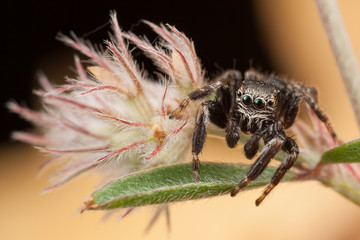 Jumping spider on the fluffy plant