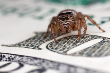 Jumping spider on the one hundred dollars 