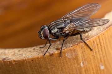 Fly on the brown bamboo