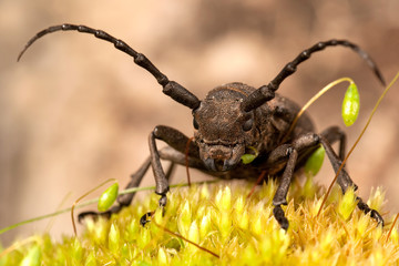 Weaver brown beetle on the yellow moss