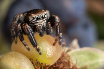 Jumping spider on the green blackberry