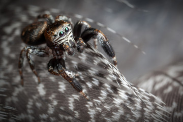 Jumping spider on the feathers