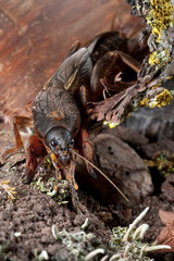 Mole Cricket dig the soil