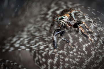 Jumping spider romp on the feathers