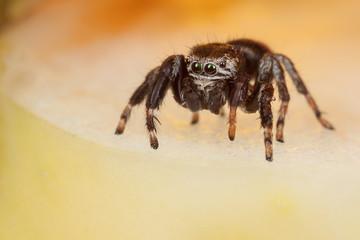 Jumping spider on a chopped apple