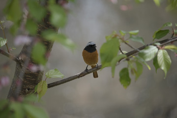 bird