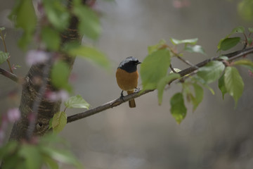 bird