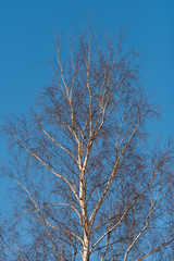 Fototapeta na wymiar Crown of birch on a background of blue April sky