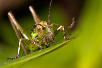 Small happy grasshoper on the green grass