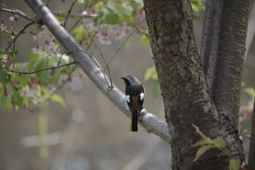 bird