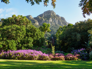 Naklejka premium Kirstenbosch National Botanical Garden