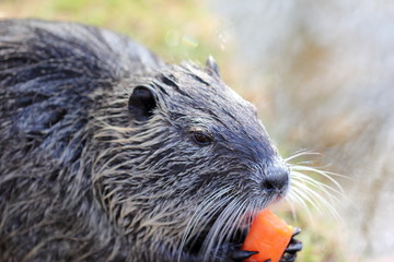 Close up photography of a single nutria or coypu while eating a carrot at a river bank on a bright sunny day.