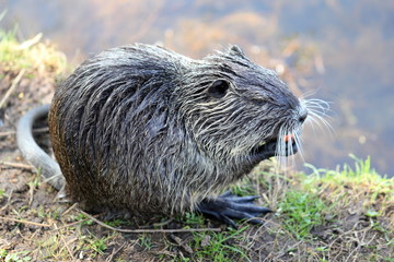 A nutria or coypu is enjoying some carrot among green grass.