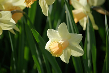 Fototapeta premium Narcisse au printemps