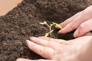 Hand beim Gärtnern im Garten - Blumen und Gemüse pflanzen - Setzling in der Erde Pflanzen