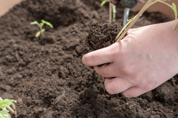 Hand beim Gärtnern im Garten - Blumen und Gemüse Setzlinge pflanzen
