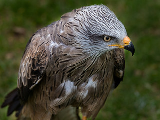 Black Kite (Milvus migrans) is a medium-sized bird of prey in the family Accipitridae.6
