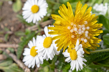 Margeriten mit L&ouml;wenzahn und Globulin in der 