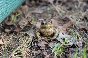 Frosch in Frühling