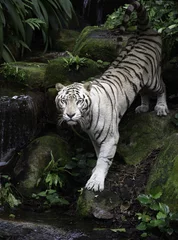 Papier Peint photo Lavable Tigre Tigre dans une jungle. Le tigre blanc du Bengale se dresse sur une rive du fleuve avec une forêt en arrière-plan