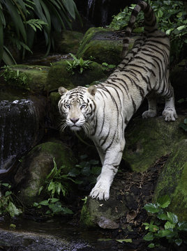 Tiger in a jungle. White Bengal tiger stands on a river bank with forest as background