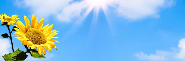 Rolgordijnen zonnebloem, blauwe lucht, banner © winyu