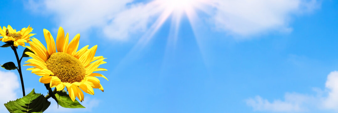 sonnenblume, blauer himmel, banner