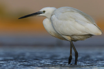 Little egret in a lake in the last light in Zimanga Game Reserve in Souith Africa