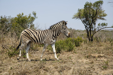 Fototapeta na wymiar Zebra in Hluhluwe Game Reserve in Kwa Zulu Natal in South Africa