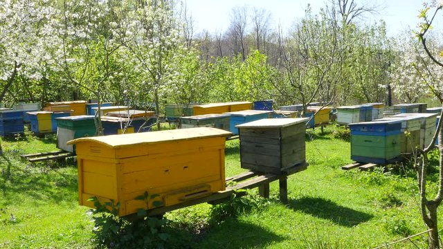 Bees on an apiary near hives on a Sunny day