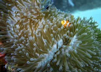 Naklejka na ściany i meble Clown fish in coral