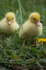 portrait of couple of cute little yellow baby fluffy muscovy ducklings in green grass
