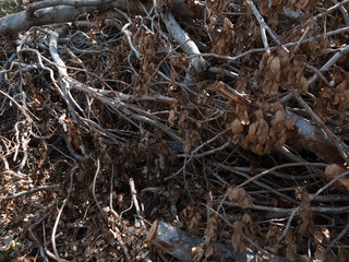 Texture of fallen tree after Cyclone Marcus