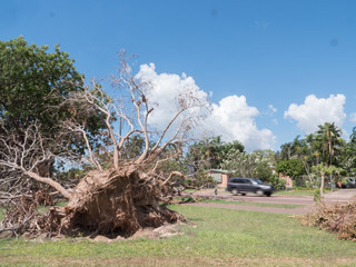 Cars pass fallen tree after Cyclone Marcus