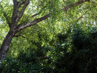 Lush rain forest texture