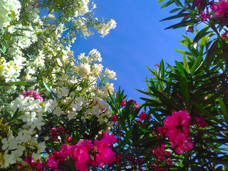 Cielo y plantas de colores