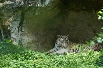White or bengal tiger lie down in small cave with grass in foreground and sun light
