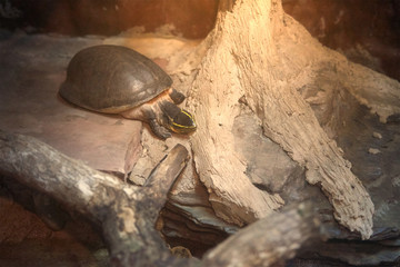 Yellow strip head Turtle walking down with sun light